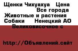 Щенки Чихуахуа › Цена ­ 12000-15000 - Все города Животные и растения » Собаки   . Ненецкий АО,Великовисочное с.